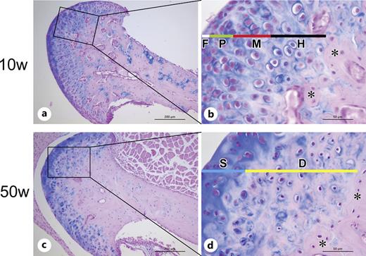 Alcian blue staining for detection of GAGs in the MCC. a, b The cartilage ECM throughout all four zones was positive for Alcian blue in the MCC of 10-week-old mice. F, fibrous zone; P, proliferative zone; M, mature zone; H, hypertrophic zone; asterisks, subchondral bone. c, d The Alcian blue-positive cartilage ECM was markedly decreased in the deep zone of the MCC in 50-week-old mice. S, superficial zone; D, deep zone; asterisks, subchondral bone. Scale bars = 200 μm in a, c; 50 μm in b, d.