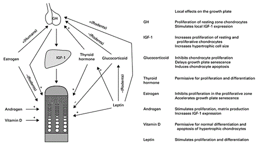 Fig. 2. Endocrine signals that regulates longitudinal bone growth. Arrows indicate direct action on the growth plate and indirect action by modulating other endocrine signals. + = Stimulatory effect; – = inhibitory effect.