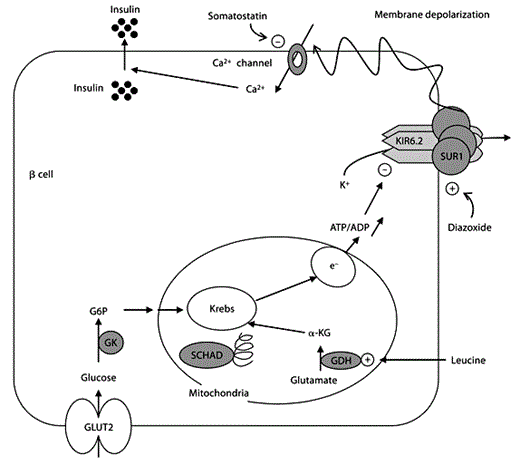 Fig. 2. Schematic representation of the regulation of insulin secretion by glucose in pancreatic βcells. GLUT2 catalyses glucose uptake by β cells. The phosphorylation of glucose to glucose-6-phosphate by glucokinase initiates β-cell glucose metabolism. Leucine, one of the most potent amino acids in stimulating insulin secretion, acts indirectly as a positive allosteric effector of glutamate dehydrogenase increasing the rate of oxidation of glutamate to α-ketoglutarate. Both glucose and leucine interact with the Krebs cycle activity resulting in ATP synthesis. This increase of the ATP/ADP ratio triggers the closure of the potassium channel, leading to depolarization of the cell membrane, influx of extracellular calcium, and release of insulin from storage granules. The several pathways involved in insulin secretion explain the modality of effectiveness of medical cures such as diazoxide, somatostatin, and protein-restricted diet. GLUT2 = Glucose transporter 2; G6P = glucose-6-phosphate; GK = glucokinase; GDH = glutamate dehydrogenase; α-KG = α-ketoglutarate; Krebs = Krebs cycle; e– = mitochondrial respiratory chain; SUR1 = sulfonylurea receptor; KIR6.2 = inward-rectifying potassium channel are the subunits of potassium channel.