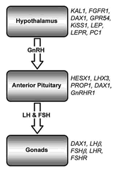 Fig. 1. Schematic diagram of the HPG axis. The genes which are mutated in some patients with heritable forms of hypogonadism are indicated on the right. Mutations in all of these genes (except LHR and FSHR) are responsible for some cases of HH, and are discussed in more detail in this review, with particular emphasis on the KS genes (KAL1 and FGFR1). LHR = LH receptor; FSHR = FSH receptor.