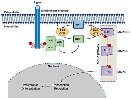 Fig. 3. RAS/MAPK pathway. Tyrosine-phosphorylated domains of activated tyrosine kinase receptors act as docking sites for several intracellular proteins, which contain SH2 domains such as SHC, SHP-2 and GRB2. These molecules recruit SOS1 which promotes cycling between inactive RAS-GDP to active RAS-GTP. RAS-GTP directly activates the MAPK pathway (RAF-MEK-ERK cascade). ERK kinase can phosphorylate both cytosolic and nuclear substrates, which include transcription factors that control the cell cycle. SHC = Signaling and transforming protein containing Src homology 2 and 3 (SH2 and SH3) domains; SHP-2 = Src homology region 2-domain phosphatase 2; GRB2 = growth factor receptor-bound protein 2; SOS 1 = son of sevenless 1; NF1 = neurofibromin; RAS = rat sarcoma viral oncogene homolog; RAF = murine sarcoma viral oncogene homolog; MEK = mitogen-activated kinase kinase; ERK = mitogen-activated kinase.