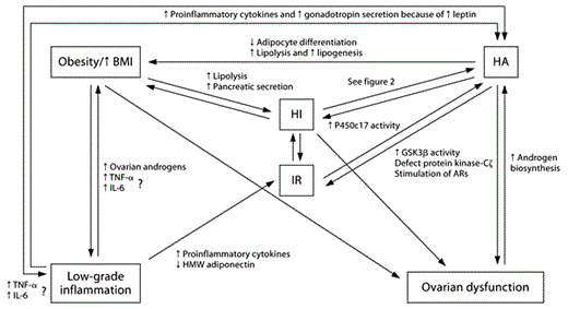 Fig. 1. Interacting mechanisms in obesity and HA. HA and obesity have many similar molecular mechanisms that influence and exacerbate the path of each condition. The origin is individual and therefore varies. Obesity: In presence of excess AT, lipolysis increases, which causes pancreatic secretion of insulin and might eventually cause IR. AT also causes low-grade inflammation through the release of a wide range of mediators that influence body distribution (through activation of androgen synthesis) and increase release of proinflammatory mediators (TNF-α and IL-6). Obesity is often related to ovarian dysfunction due these aforementioned mechanisms especially through its effects on insulin secretion. Low-grade inflammation is associated with decreased release of HMW adiponectin and causes increased release of proinflammatory mediators; both conditions are associated with IR. Increased secretion of leptin causes gonadotropin secretion, and together with proinflammatory cytokines this causes increased androgen synthesis. HI: Continuous HI causes development of IR, increases fat deposition and influences ovarian function through its direct stimulation of hormonal biosynthesis. HI also influences HA, as described in figure 2. HA is associated with HI, but this relation is not clearly elaborated, but might be related to increased deposition of AT and increased lipolysis during HA. HA decreases adipocyte differentiation and increases lipolysis and lipogenesis in subcutaneous fat, and causes deposition of visceral fat. HA is associated with increased activity in GSK3β, defects in protein kinase-Cζ and stimulation of androgen receptors (ARs). Increased production of androgens affects the hypothalamic-pituitary-ovarian axis and causes ovarian dysfunction, and might induce secretion of adipocytokines. Ovarian dysfunction: Dysfunctional ovaries might directly cause increased androgen biosynthesis, and therefore contribute to the pathogenesis and severity of HA and deposition of AT.