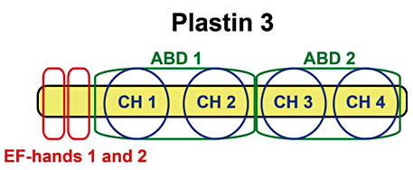 Fig. 3. Structure of Plastin 3. The actin cytoskeleton is important for cell migration and adhesion, but also for controlling cellular shape and endo-/exocytosis. Plastin 3 is thought to be involved in the modification of the cytoskeleton via interaction with actin filaments. Upon binding of ABD1 and ABD2 to individual actin filaments, Plastin 3 can cross-link the filaments, forming actin bundles. By this action, Plastin 3 could potentially be involved in many cellular processes, but the function of Plastin 3 in bone is still unknown. EF-hands 1 and 2 are the two calcium-binding domains. ABD = Actin-binding domains; CH = calponin homology domain.
