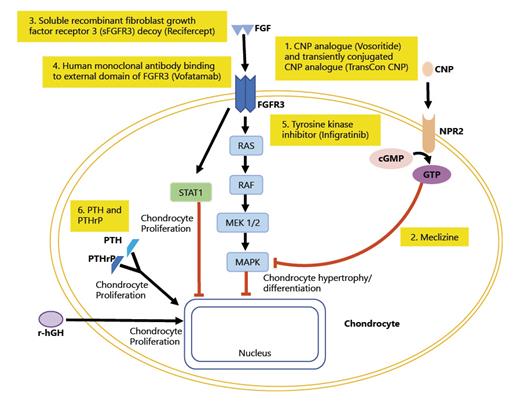 Fig. 3. FGF and CNP path modulators. At the growth plate of chondrocyte, FGF acts on FGFR3 which activates RAS-MAPK pathway resulting in the inhibition of chondrocyte proliferation and differentiation. CNP binds to its receptor, gene NPR2 causing transformation of GTP into cGMP leading to inhibition of MAPK leading to chondrocyte hypertrophy and differentiation. rhGH leads to chondrocyte proliferation. There are drugs currently considered under investigation or potential therapeutic agents at the level of the growth plate: (1) CNP analogue (Vosorotide) and transiently conjugated CNP analogue (TransCon CNP). (2) Meclizine inhibits MAPK pathway leading to increased chondrocyte hypertrophy and differentiation. (3) sFGFR3 (Recifercept) is a soluble recombinant human FGF receptor that binds to FGF and reduces its effect on the growth plate. (4) Human monoclonal antibody binding to external domain of FGFR3 (Vofatamab) is a drug that inhibits receptor FGFR3. (5) Tyrosine kinase inhibitor (Infigratinib) has selectivity for the FGFR receptor family and, by inhibiting FGFR3 phosphorylation, decreases expression to a normal level of activity in chondrocytes. (6) PTH and PTHrP lead to chondrocyte proliferation.