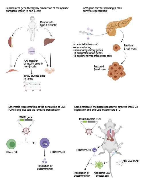  Gene therapy approaches for cell and hormone replacement in T1D (created with BioRender.com).