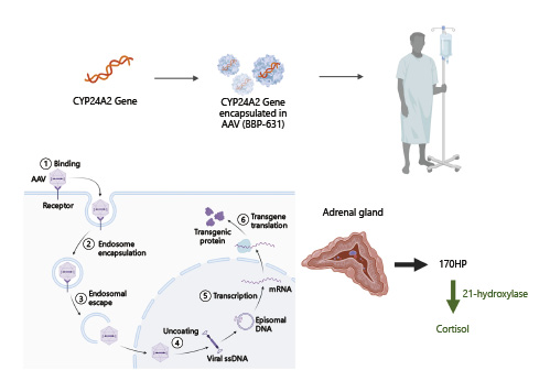  Phase 1/2 open-label gene therapy in adults with 21OHD-CAH through administration of an AAV5 encoding the human CYP21A2gene (BBP-631) (NCT04783181) (created with BioRender.com). 17OHP, 17-hydroxyprogesterone.
