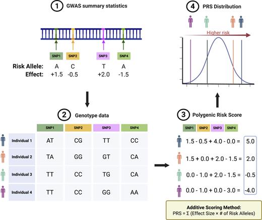 Illustration of how a polygenic risk score (PRS) is calculated using genome-wide association study (GWAS) data. First, GWAS summary statistics provide effect sizes for the risk alleles of each single nucleotide polymorphism (SNP) (Step 1). Next, individuals’ genotype data (e.g., AA, AT, or TT) are collected for these SNPs (Step 2). The PRS for each individual is then computed (Step 3) by summing the product of the allele count (0, 1, or 2) and its corresponding effect size across all SNPs – an additive model sometimes expressed as PRS = Σ(effect size × # of risk alleles). Finally, the distribution of PRS values (Step 4) can be plotted to illustrate how genetic risk varies across the population, with higher scores indicating greater genetic susceptibility. Abbreviations: SNP, single nucleotide polymorphism; PRS, polygenic risk score.