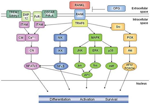 Fig. 1. RANK signaling in osteoclasts. The RANK signaling cascade is initiated upon the binding of RANKL to the extracellular domain of RANK which passes the signal along to TRAF6. The activation of TRAF6 initiates pathways leading to the activation of the transcription factors NFAT, NFkB, the MAP kinase mediators jun, fos and p38 as well as the down-stream targets of Akt AFX/FOXO4, which contribute to osteoclast differentiation, activation and survival. The ITAM-containing co-stimulatory molecules DAP12 and FcRγ, respectively, initiate Ca2+-signaling leading to the activation of NFATc1. This schematic representation only focuses on the most important pathways, not illuminating further interactions of the signaling mediators.