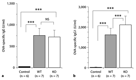 Fig. 4. Measurement of OVA-specific serum IgE (a) and IgG1 (b). No significant difference was found in the serum levels of OVA-specific IgE between the KO and WT mice (NS). However, a higher (*** p < 0.001) serum level of OVA-specific IgG1 was found in the KO mice compared with WT mice. Saline-treated WT mice served as controls.