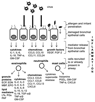 Fig. 1. Viral infection of bronchial epithelial cells leads to release of mediators, including cytokines, chemokines and growth factors. Recruited immune cells (eosinophils, neutrophils and mast cells) release a number of mediators as well. CCL = CC chemokine ligand; CXCL = CXC chemokine ligand; FGF-2 = fibroblast growth factor 2; GM-CSF = granulocyte macrophage colony-stimulating factor; LT = leukotriene; MBP = major basic protein; PAF = platelet-activating factor; PG = prostaglandin; TNF = tumor necrosis factor; VEGF = vascular endothelial growth factor.