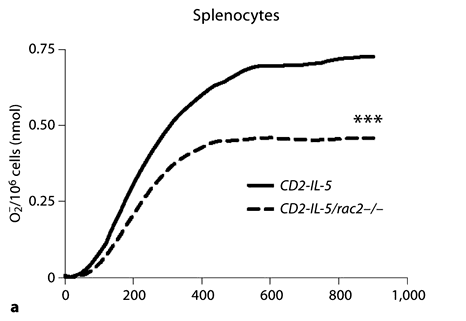 Fig. 2. Inducible release of O2– by CD2-IL-5/rac2–/– eosinophils is diminished in comparison with wild-type eosinophils. a Time course of PMA-induced O2– release in splenocytes from CD2- IL-5 and CD2-IL-5/rac2–/– mice (500 ng/ml PMA; n = 9– 10). b PMA-induced O2– release from purified wild-type and CD2-IL-5/rac2–/– eosinophils. c Release of O2– from human and mouse eosinophils in response to PMA (500 ng/ml). d O2– generated from neutrophils from wild-type C57Bl/6 mice compared with rac2–/– mice. b–d n = 3–4. ** p < 0.01, *** p < 0.001.