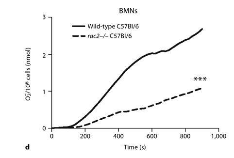 Fig. 2. Inducible release of O2– by CD2-IL-5/rac2–/– eosinophils is diminished in comparison with wild-type eosinophils. a Time course of PMA-induced O2– release in splenocytes from CD2- IL-5 and CD2-IL-5/rac2–/– mice (500 ng/ml PMA; n = 9– 10). b PMA-induced O2– release from purified wild-type and CD2-IL-5/rac2–/– eosinophils. c Release of O2– from human and mouse eosinophils in response to PMA (500 ng/ml). d O2– generated from neutrophils from wild-type C57Bl/6 mice compared with rac2–/– mice. b–d n = 3–4. ** p < 0.01, *** p < 0.001.