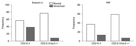 Fig. 6. Shape changes are altered in CD2-IL-5/rac2–/– eosinophils during chemoattractant stimulation. a Cells were stained with fluorescent F-actin-binding rhodamine-phalloidin (red), and counterstained with the nuclear stain DAPI (blue), following stimulation for 10 s with eotaxin-2 (10 ng/ml) or PAF (10 nM). Arrowheads indicate intense deposition of F-actin at the leading edges of migrating cells. Scale bar = 10 µM. b Frequency plots showing morphologically round and stretched cell shapes in eosinophils stimulated with eotaxin and PAF. Quantitation of cells was done from 7 to 11 high-powered fields taken from a 63× objective.