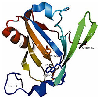 Schematic representation of the cavity of Mus m 1 crystal structure (1JV4, displayed in topology cartoon): W19 is visible at the bottom of the hydrophobic cavity of the β-barrel. The tryptophan side chain is predicted to form a cation-π interaction, deemed energetically significant by the CaPTURE web server, with the atoms belonging to residue R122. The proximity of these interacting residues to Y120 is appreciable; the side chains of the cited residues are represented in sticks.