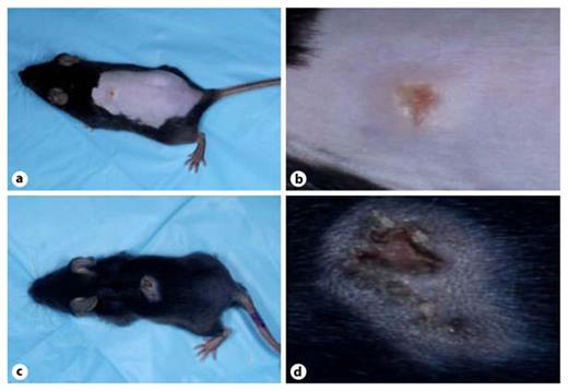 Fig. 2. Young age increases susceptibility to VV in C57BL/6 mice. Severity of primary lesion appearance in 10-week-old mice (a, b) was compared to that of 4-week-old mice (c, d) at 5 days after inoculation with VV. The 4-week-old mice had lesions that had healed less and showed greater exudates than the lesions of the 10-week-old mice. e When assayed at 7 days after infection, the primary lesions of 4-week-old C57BL/6 mice contained more VV DNA than their 10-week-old counterparts (n = 7 for each group). * p = 0.04.