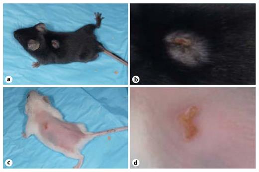 Fig. 3. Lack of mast cells increases susceptibility to VV, shown by comparison of viral DNA content in primary lesions of young KitW-sh/W-shmast cell-deficient and young C57BL/6 WT mice. Visual inspection showed no dramatic differences between the primary lesions of the WT, 4-week-old C57BL/6 mice (a, b) and the 4-week-old, mast cell-deficient, KitW-sh/W-sh mice (c, d) at 5 days after inoculation with VV. e However, at 7 days after infection, the primary lesions of the 4-week-old KitW-sh/W-sh mice (n = 9) contained more VV DNA than the primary lesions of the 4-week-old C57BL/6 mice (n = 10). * p = 0.01.