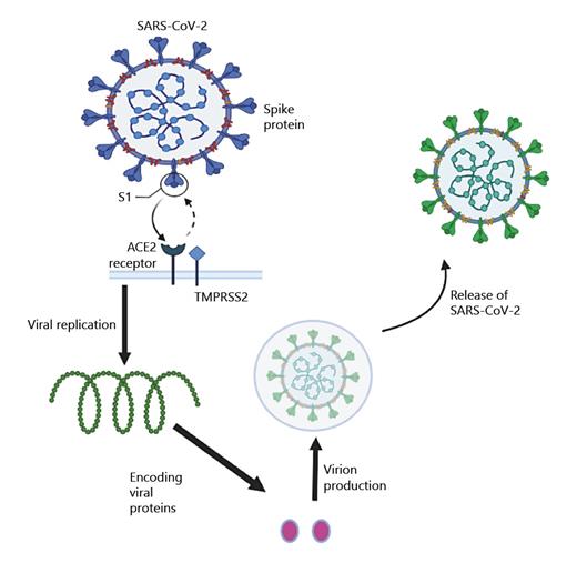 Fig. 1. Mechanism of SARS-CoV-2 infection. SARS-CoV-2, a betacoronavirus belonging to the Orthocoronavirinae family, uses both endosomal and non-endosomal pathways to infect host cells. Within endosomal entry, SARS-CoV-2 spike protein attaches to host ACE2 receptor. Following binding, TMPRSS2 cleaves spike subunits, leading to both fusion of viral and cell membranes. Following endocytosis, SARS-CoV-2 disseminates to release nucleocapsid and viral RNA into the cytoplasm required for translation and replication. Subsequent translation of viral proteins is then assembled within the endoplasmic reticulum to form new virions. Virions are packaged within Golgi vesicles, which are transported to cell surface and released from the cell via exocytosis. SARS-CoV-2, severe acute respiratory syndrome coronavirus 2; ACE2, angiotensin-converting enzyme 2; TMPRSS2, transmembrane protease serine 2. Images created with BioRender.com.