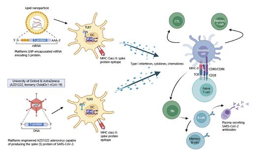 Fig. 3. Adaptive immune responses elicited by mRNA and adenoviral vector vaccines. Both vaccine platforms, mRNA and adenoviral vectors, encode the Spike protein. mRNA (encapsulated within lipid nanoparticles) and Adv enter DCs within the inoculation site or lymph nodes. This elicits translation of SARS-CoV-2 genetic material to produce spike protein. Furthermore, PRRs, such as TLR7 (mRNA) and TLR9 (Adv), detect the adjuvants in both vaccines, leading to proinflammatory cytokine production and DC activation. Consequently, activated DCs present the antigenic peptide along with costimulatory signalling molecules to naïve T cells, rendering SARS-CoV-2-specific T-cell activation. These activated T cells then differentiate into effector cytotoxic T cells and Tfh; the latter provides T cell help to activated B cells, which help drive germinal centre reactions and the production of high-affinity anti-spike antibodies. Following vaccination, peripheral blood comprises circulatory SARS-CoV-2-specific memory T and B cells, along with anti-spike antibodies, which provides protection against SARS-CoV-2. Images created with BioRender.com.