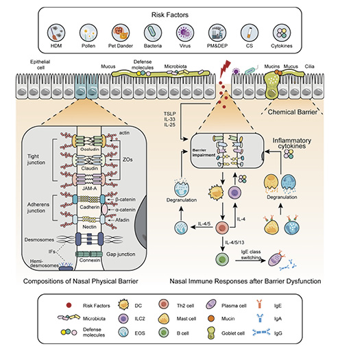  Compositions of the nasal epithelial barrier, risk factors, and immune responses. Epithelial barrier consists of physical, chemical, immune, and microbiological barriers. The physical barrier is mainly composed of TJs and AJs. TJs contain OCLN, CLDNs, JAMs, and ZO. AJs include cadherin/catenin and nectin/afadin complexes. Mucus and cilia form the chemical barrier. Igs and defense molecules (AMPs and proteins) act as the immune barrier. The microbiological barrier refers to the microbiota that colonizes the nasal mucosa. When the epithelial barrier is disrupted by the risk factors, a series of immune responses occur. Differentiated Th2 cells release some inflammatory cytokines and lead to the production of allergen-specific IgE. EOS, mast cells, and basophils are activated and degranulated. The released cytokines and allergic mediators cause continuous damage to the barrier. CS, cigarette smoke; DC, dendritic cell; EOS, eosinophil; HDM, house dust mite; IFs, intermediate filaments; Ig, immunoglobulin; ILC2, group 2 innate lymphoid cell; JAMs, junction adhesion molecules; PM and DEP, particulate matter and diesel exhaust particle; TSLP, thymic stromal lymphopoietin; ZO, zonula occludens.