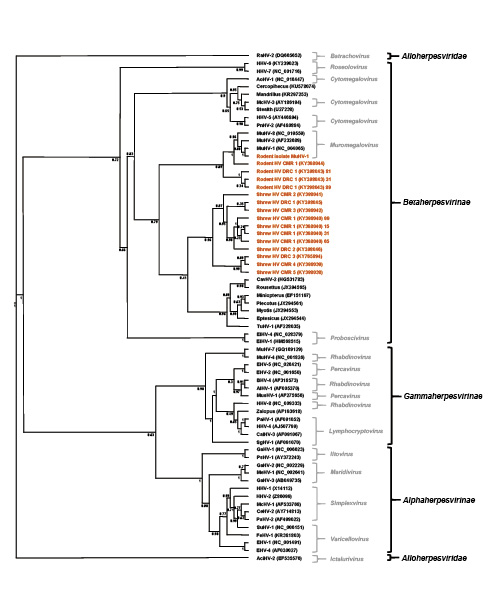 High Herpesvirus Diversity in Wild Rodent and Shrew Species in Central