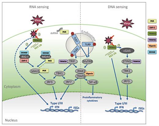 Fig. 1. When a virus enters a cell, viral PAMPS are recognized by pattern recognition receptors, and activate a number of signaling cascades that result in the production of type I and III interferon (IFN) and inflammatory cytokines to induce an antiviral state. These pathways are augmented and enhanced by a number of IFN-stimulated genes (ISGs). Protein kinase R (PKR) is a double-stranded RNA receptor pivotal in the activation of MAVS (both following MDA5 activation and independently of MDA5 and RIG-I activation). Zinc-finger antiviral protein S (ZAP-S) enhances RIG-I ATPase activity. Tripartite motif 21 (TRIM21) enhances innate immune signaling in 2 ways: (1) it detects the Fc portion of the antibody bound to nonenveloped viruses entering the cytosol and catalyzes the synthesis of K63-linked polyubiquinated (K63 Ub) chains to activate IRFs and NF-κB, and induce a type I IFN response independently of RIG-I and cGAS; (2) it recruits the proteasome instigating premature virion uncoating, exposing PAMPS to RIG-I and cGAS. TRIM56 acts as a scaffold protein promoting IRF3 activation by enhancing the efficient interaction of STING and TBK1 and via an interaction with TRIF. Viperin enhances the K63-linked ubiquitination of IRAK1 by promoting an interaction between IRAK1 and TRAF6. DDX60 can bind dsRNA, and it associates with both RIG-I and MDA5 to enhance their activation.
