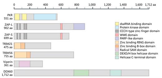 Fig. 2. Protein domains for interferon (IFN)-stimulated genes (ISGs) able to positively augment the type I IFN response. PKR, protein kinase R; ZAP, zinc-finger antiviral protein; ZAP-L, long ZAP isoform; ZAP-S, short ZAP isoform; TRIM, tripartite motif; DDX60, DExD/H box helicase 60; PARP, poly(ADP-ribose) polymerase; RING, really interesting new gene; SAM, S-adenosyl methionine; WWE, W and E residues; aa, amino acids.
