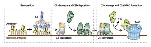 Complement and Bacterial Infections: From Molecular Mechanisms to ...