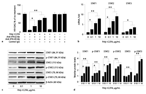 Fig. 3. Antibodies to interferons (IFN)-β or IFN-λs compromise End1/E6E7 cell culture supernatant (SN)-mediated anti-HIV activity. a Poly I:C-stimulated End1/E6E7 cell culture SN (10%, v/v) was preincubated with anti-IFN-β (10 µg/mL) for 1 h and then used to treat macrophages 24 h prior to HIV Bal infection. For IFN-λs receptor pretreatment, the anti-IL-10Rβ antibody and anti-IL-28Rα antibody (10 µg/mL) were added to treat macrophages for 1 h prior to the addition of SN (10%, v/v). Total cellular RNA was subjected to real-time polymerase chain reaction (RT-PCR) for HIV GAG gene quantification 8 days post HIV infection. The data were expressed as HIV gag levels relative (%) to control (without treatment, which is defined as 100%). b Macrophages were cultured in medium containing SN (10%, v/v) from Poly I:C-stimulated End1/E6E7 cell cultures for 12 h. Total cellular RNA extracted from macrophages was subjected to RT-PCR for STAT1, STAT2, and STAT3 mRNA quantification. c, d Macrophages were treated with SN (10%, v/v) from End1/E6E7 cell cultures stimulated with indicated concentrations of Poly I:C for 6 h. Cellular proteins were subjected to Western blot assay using antibodies to STAT1, p-STAT1, STAT2, p-STAT2, STAT3, or p-STAT3. β-Actin was used as the loading control. The results are the mean ± SD of triplicate cultures, representative of 3 experiments (* p < 0.05, ** p < 0.01).