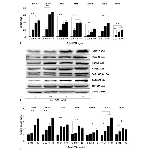 Fig. 4. Effect of supernatant (SN) from Poly I:C-stimulated End1/E6E7 cell cultures on the expression of IFN-stimulated genes (ISGs) in macrophages. End1/E6E7 cells were transfected with or without 1 µg/mL Poly I:C for 6 h and then cultured for 42 h after removal of Poly I:C. a Macrophages were cultured with SN (10%, v/v) from End1/E6E7 cell cultures stimulated with Poly I:C at indicated concentrations for 12 h. Total cellular RNA extracted from macrophages was subjected to real-time polymerase chain reaction for ISG15, ISG56, MxA, MxB, OAS-1, OAS-2, GBP5 mRNA quantification. The data were expressed as RNA levels relative (fold) to control (without SN treatment, which is defined as 1). b, c Macrophages were treated with SN (10%, v/v) from End1/E6E7 cell cultures stimulated with indicated concentrations of Poly I:C for 24 h. Cellular proteins were subjected to Western blot assay using antibodies to ISG15, ISG56, MxA, MxB, OAS-1, OAS-2, GBP5. β-Actin was used as a loading protein control. The results are the mean ± SD of triplicate cultures, representative of 3 experiments (* p < 0.05, ** p < 0.01).