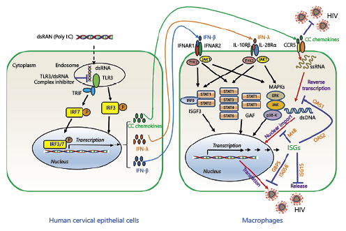 Fig. 7. Schematic diagram of mechanisms for human cervical epithelial cells (HCEs)-mediated HIV suppression in macrophage. Through the activation of toll-like receptors (TLRs) signaling pathway regulated by interferons (IFN) regulatory factors (IRFs), particularly IRF3 and IRF7, Poly I:C induces IFN-β and IFN-λs in HCEs, resulting in the activation of JAK/STAT pathway and the induction of IFN-stimulated genes (IFN-stimulated gene [ISG]15, ISG56, MxA, MxB, OAS-1, OAS-2, and GBP5). These cellular factors have the ability to restrict HIV replication at multiple steps. In addition, Poly I:C stimulation of HCEs also induces CC chemokines (RANTES, MIP-1α, MIP-1β), the ligands for HIV entry co-receptor CCR5.