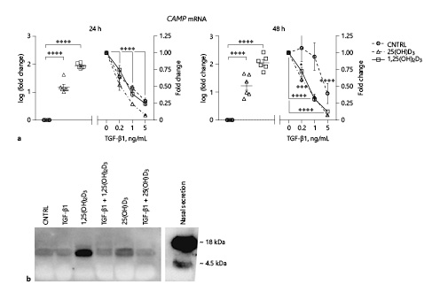 Fig. 1. TGF-β1 impairs baseline and vitamin D-induced expression and release of hCAP18/LL-37 in PBEC. PBEC were differentiated at the ALI followed by 24–48 h stimulation with TGF-β1 with or without inactive 25(OH)D3, active 1,25(OH)2D3 or medium CNTRL to determine the mRNA expression of CAMP (hCAP18/LL-37) by qPCR (a), and cells were stimulated for 48 h to assess the release of hCAP18/LL-37 by Western blot analysis (b). a Relative mRNA expression of CAMP was determined by qPCR. Normalized gene expression was calculated by using the expression of YWHAZ and RPL27 as reference genes. Fold change in the gene expression of 25(OH)D3 and 1,25(OH)2D3 compared to CNTRL was first calculated, followed by a log-transformation of the data. To assess the effects of different doses of TGF-β1 on CAMP expression in 25(OH)D3, 1,25(OH)2D3 and CNTRL-treated cells, fold change for each group was calculated separately. Data are presented as individual values, including means ± SEM and tested for significance using the two-way ANOVA and the Bonferroni post-hoc test (n = 6 donors). b Tris-Tricine gel electrophoresis, followed by Western blot analysis was used to detect hCAP18/LL-37 production in basal medium. Nasal secretion was used as positive CNTRL to show both intact hCAP18 peptide and cleaved mature LL-37 peptide at 18 and 4.5 kDa, respectively. Western blots are representative of 4 different donors. The image was cut to include the image of nasal secretion. *** p < 0.001, **** p < 0.0001. RPL27, ribosomal protein L2; YWHAZ, tyrosine 3-monooxygenase/tryptophan 5-monooxygenase activation protein zeta.