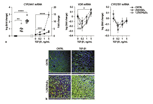 Fig. 2. TGF-β1 affects the vitamin D-metabolic pathway in PBEC. PBEC were differentiated at the ALI followed by 24 h stimulation with TGF-β1 in the presence or absence of 25(OH)D3, 1,25(OH)2D3 or medium CNTRL to assess the mRNA expression of the VD-degrading enzyme (CYP24A1), VDR and the VD-activating enzyme (CYP27B1) by qPCR (a). In addition, cells were stimulated with TGF-β1 with or without 1,25(OH)2D3 or medium CNTRL for 48 h to assess the expression of CYP24A1 by immunofluorescence (b). a Relative mRNA expression of CYP24A1, VDR, and CYP27B1 was determined by qPCR. Normalized gene expression was calculated by using the expression of YWHAZ and RPL27 as reference genes. To determine the effects of 25(OH)D3 and 1,25(OH)2D3 on CYP24A1 expression, fold change in gene expression was first calculated, followed by a log-transformation of the data. Furthermore, effects of different doses of TGF-β1 on CYP24A1, VDR, and -CYP27B1 expression were determined by calculating the fold change relative to the corresponding CNTRL without TGF-β1 (CNTRL, 25[OH]D3 or 1,25[OH]2D3). Data are presented as individual values, including means ± SEM and were tested for significance using the two-way ANOVA and the Bonferroni post-hoc test (n = 6 donors). b Cells were stimulated for 48 h to assess the expression of CYP24A1 and basal cells (P63) by confocal immunofluorescence staining (data of 1 donor are shown, similar findings were observed in 3 other donors). DAPI (blue) was used to stain the nuclei together with antibodies detecting CYP24A1 (green) and P63 (red). * p < 0.05, ** p < 0.01, *** p < 0.001, **** p < 0.0001. RPL27, ribosomal protein L27; YWHAZ, tyrosine 3-monooxygenase/tryptophan 5-monooxygenase activation protein zeta.