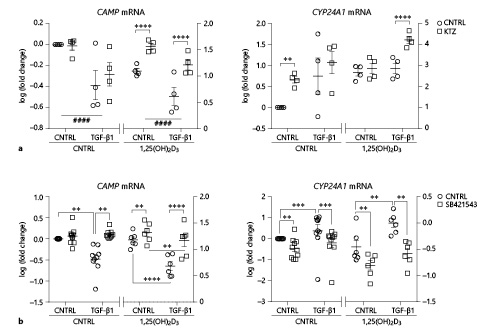 Fig. 3. Effects of inhibition of CYP24A1 activity and canonical TGF-β-Smad signaling on expression of hCAP18/LL-37 (CAMP) and CYP24A1 in PBEC. Semi-confluent layers of submerged (S)-PBEC were cultured in starvation medium overnight and subsequently exposed to the CYP-450-inhibitor KTZ (a) or to the canonical TGF-β-Smad signaling-inhibitor SB421543 (b) in the presence or absence of TGF-β1 and 1,25(OH)2D3, or medium CNTRL for 24 h to assess the mRNA expression of CAMP (hCAP18/LL-37) and the vitamin D-degrading enzyme -(CYP24A1) by qPCR. Relative mRNA expression of CAMP and CYP24A1 was determined by qPCR. Normalized gene expression was calculated by using the expression of YWHAZ and RPL27 as reference genes. To determine the effects of the stimuli, fold change in gene expression compared to CNTRL was first calculated, followed by a log-transformation of the data. Data are presented as individual values, including means ± SEM and were tested for significance using the two-way ANOVA and the Bonferroni post-hoc test (a, n = 4 donors; b, n = 6–10 donors). ** p < 0.01, *** p < 0.001, ****/#### p < 0.0001. YWHAZ, tyrosine 3-monooxygenase/tryptophan 5-monooxygenase activation protein zeta; RPL27, ribosomal protein L27.