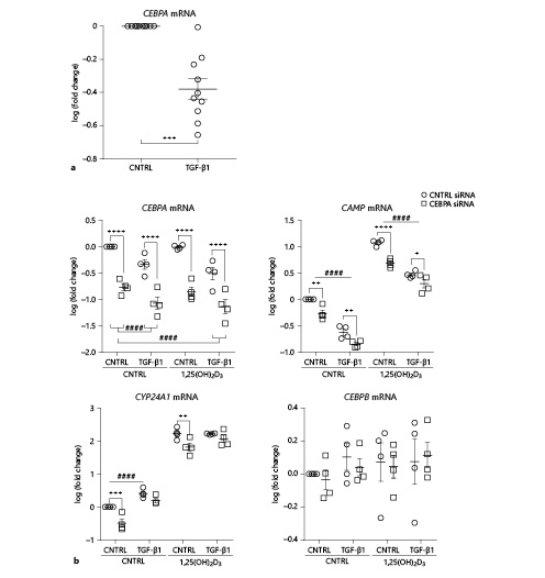 Fig. 4. TGF-β1 decreases the expression of the CAMP-transcription factor CCAAT enhancer binding protein (C/EBP)α in PBECs. Semi-confluent cultures of submerged (S)-PBEC were cultured in starvation medium overnight and subsequently exposed to TGF-β1 or medium CNTRL for 24 h to assess the mRNA expression of C/EBP)α (CEBPA) by qPCR (a). PBEC were refreshed with starvation medium containing medium alone (CNTRL) or TGF-β1 with and without 1,25(OH)2D3 and subsequently transfected with CEBPA siRNA for 24 h. Scrambled siRNA was used as a CNTRL (siRNA). mRNA expression of CEBPA, CAMP (hCAP18/LL-37), the VD-degrading enzyme (CYP24A1) and C/EBP)β (CEBPB) was assessed by qPCR (b). Relative mRNA expression was determined by qPCR. Normalized gene expression was calculated by using the expression of YWHAZ and RPL27 as reference genes. To determine the effects of the stimuli, fold change in gene expression compared to CNTRL was first calculated, followed by a log-transformation of the data. Data are presented as individual values, including means ± SEM and were tested for significance using the two-way ANOVA and the Bonferroni post-hoc test (a, n = 10 donors; b, n = 4 donors). * p < 0.05, ** p < 0.01, *** p < 0.001, ****/#### p < 0.0001. YWHAZ, tyrosine 3-monooxygenase/tryptophan 5-monooxygenase activation protein zeta; RPL27, ribosomal protein L27.