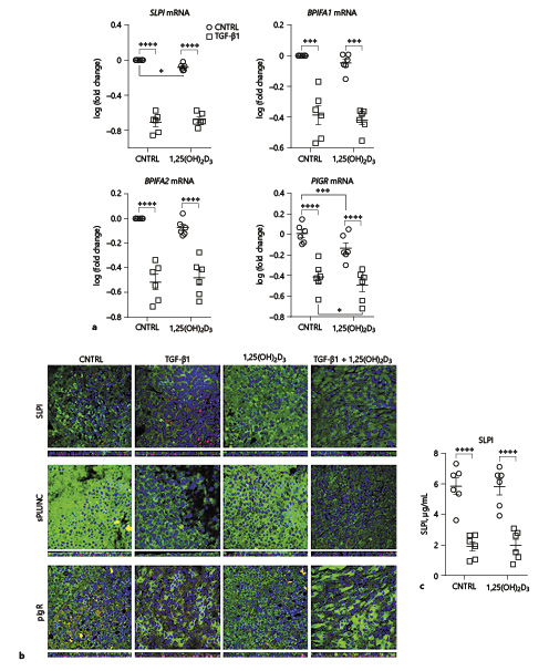 Fig. 5. Effect of TGF-β1 on the expression of constitutively expressed luminal cell-restricted host defense proteins (HDPs) in PBECs. PBEC were differentiated at the ALI followed by stimulation for 24 h with TGF-β1 in the presence or absence of 1,25(OH)2D3 and medium control (CNTRL) to assess the mRNA expression of SLPI, short- and long-Palate, lung, and nasal epithelium clone protein (PLUNC; BPIFA1 and BPIFA2 respectively) and polymeric immunoglobulin receptor (PIGR) by qPCR (a). In addition, cells were stimulated for 48 h to assess the expression of these HDPs by confocal immunofluorescence (SLPI, sPLUNC and pIgR) and the apical side of the inserts were washed in PBS to assess the release of SLPI by ELISA (b). a Relative mRNA expression of CAMP was determined by qPCR. Normalized gene expression was calculated by using the expression of YWHAZ and RPL27 as reference genes. Fold changes in gene expression of the stimuli compared to CNTRL were first calculated, followed by a log-transformation of the data. Data are presented as individual values, including means ± SEM and were tested for significance using the two-way ANOVA and the Bonferroni post-hoc test (n = 6 donors). b Confocal immunofluorescence staining of HDPs and basal cells in ALI-PBEC (of 1 donor, which was confirmed in 3–5 other donors), DAPI (blue) was used to stain the nuclei and antibodies (Table 2) was used for the detection of HDPs (green) and basal cells (P63, red) respectively. c Analysis of SLPI in apical wash by ELISA. Data are presented as individual values, including mean ± SEM and were tested for significance using the two-way ANOVA and the Bonferroni post-hoc test (n = 6 donors). * p < 0.05, *** p < 0.001, **** p < 0.0001. YWHAZ, tyrosine 3-monooxygenase/tryptophan 5-monooxygenase activation protein zeta; RPL27, ribosomal protein L27.