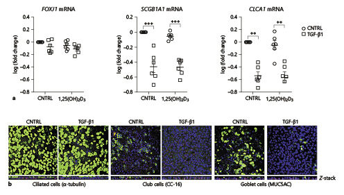Fig. 6. TGF-β1 affects the composition of airway epithelium by decreasing the number of secretory epithelial cells in PBECs. PBEC were differentiated at the ALI followed by stimulation for 24 h with TGF-β1 in the presence or absence of 1,25(OH)2D3 or medium alone (CNTRL) to assess the mRNA expression of markers related to ciliogenesis (FOXJ1), club cells (SCGB1A1) and goblet cells (CLCA1) by qPCR (a). In addition, cells were stimulated for 48 h to assess the numbers of ciliated, club and goblet cells by confocal immunofluorescence (b). a Relative mRNA expression of FOXJ1, SCGB1A1 and CLCA1 was determined by qPCR. Normalized gene expression was calculated by using the expression of YWHAZ and RPL27 as reference genes. Fold changes in gene expression of the stimuli compared to CNTRL were first calculated, followed by a log-transformation of the data. Data are presented as individual values, including means ± SEM and were tested for significance using the two-way ANOVA and the Bonferroni post-hoc test (n = 6 donors). b Confocal immunofluorescence staining of ciliated (α-tubulin), club (CC-16), goblet (MUC5AC) and basal cells (P63) in ALI-PBEC (of 1 donor, which was confirmed in 3 other donors), DAPI (blue) was used to stain the nuclei and antibodies (Table 2) were used for the detection of luminal cell markers (green) and basal cells (P63, red), respectively. ** p < 0.01, *** p < 0.001. YWHAZ, tyrosine 3-monooxygenase/tryptophan 5-monooxygenase activation protein zeta; RPL27, ribosomal protein L27.