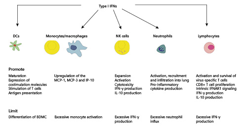 Fig. 2. Type I IFNs modulate immune cell functions during influenza virus infection. IFN, interferon; NK cell, natural killer cell; DC, dendritic cell; IFNAR, IFN-α/β receptor.