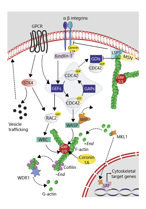 When Actin is Not Actin’ Like It Should: A New Category of Distinct ...