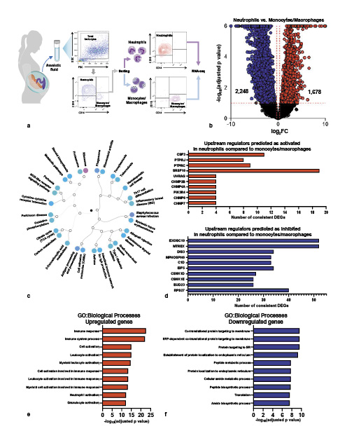 Fig. 1. Transcriptomic differences between amniotic fluid neutrophils and monocytes/macrophages from women with intra-amniotic infection. a Experimental design showing the FACS of amniotic fluid neutrophils (n = 6) and monocytes/macrophages (n = 6) for RNA-seq. b Volcano plot showing the DEGs between amniotic fluid neutrophils and monocytes/macrophages. c Hierarchical dendrogram showing KEGG pathway impact analysis between amniotic fluid neutrophils and monocytes/macrophages. Pink circle indicates the most significantly affected pathway, and the lightest blue circles indicate the least significantly affected pathways. d Predicted activated and inhibited upstream regulators for DEGs in amniotic fluid neutrophils compared to monocytes/macrophages. e, f GO analysis using genes significantly upregulated (e) or genes significantly downregulated (f) in amniotic fluid neutrophils compared to monocytes/macrophages. The top 10 significantly affected biological processes from each set of DEGs are shown. FC, fold change; FACS, fluorescence-activated cell sorting; DEGs, differentially expressed genes; GO, Gene Ontology; KEGG, Kyoto Encyclopedia of Genes and Genomes.
