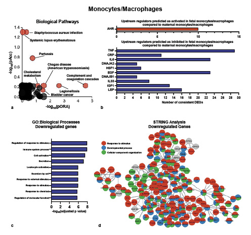 Fig. 3. Transcriptomic differences between amniotic fluid monocytes/macrophages of predominantly fetal or maternal origin. a pORA and total pAcc showing KEGG pathway impact analysis between predominantly fetal (n = 3) and maternal (n = 3) amniotic fluid monocytes/macrophages. Significantly impacted pathways are shown in red. b Predicted activated and inhibited upstream regulators of DEGs in amniotic fluid monocytes/macrophages of predominantly fetal origin compared to those of predominantly maternal origin. c GO analysis using genes significantly downregulated in amniotic fluid monocytes/macrophages of predominantly fetal origin compared to those of predominantly maternal origin. The top 10 significantly enriched biological processes are shown. d STRING analysis showing a subset of genes downregulated in amniotic fluid monocytes/macrophages of predominantly fetal origin compared to those of predominantly maternal origin, represented as nodes in the network. The edges between nodes represent high-confidence protein-protein interactions for the corresponding genes. Red, “response to stimulus” network; blue, “developmental process” network; green, “cellular component organization” network; pORA, plot based on gene overrepresentation; pAcc, pathway accumulation; DEGs, differentially expressed genes; GO, Gene Ontology; KEGG, Kyoto Encyclopedia of Genes and Genomes.