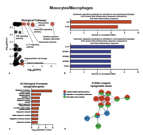 Fig. 5. Transcriptomic differences between amniotic fluid monocytes/macrophages from cases of severe and mild fetal inflammatory response. a pORA and total pAcc showing KEGG pathway impact analysis between amniotic fluid monocytes/macrophages from cases of severe fetal inflammatory response (n = 4) compared to those from cases of mild fetal inflammatory response (n = 2). Significantly impacted pathways are shown in red. b Predicted activated and inhibited upstream regulators of DEGs in amniotic fluid monocytes/macrophages from cases of severe fetal inflammatory response compared to those from cases of mild fetal inflammatory response. c GO analysis using genes significantly upregulated in amniotic fluid monocytes/macrophages from cases of severe fetal inflammatory response compared to those from cases of mild fetal inflammatory response. The top 10 significantly enriched biological processes are shown. d STRING analysis showing a subset of genes upregulated in amniotic fluid monocytes/macrophages from cases of severe fetal inflammatory response compared to those from cases of mild fetal inflammatory response, represented as nodes in the network. The edges between nodes represent high-confidence protein-protein interactions for the corresponding genes. Red, “cytokine-mediated signaling pathway” network; blue, “regulation of cell population proliferation” network; and green, “extracellular matrix assembly” network; pORA, plot based on gene overrepresentation; pAcc, pathway accumulation; DEGs, differentially expressed genes; GO, Gene Ontology; KEGG, Kyoto Encyclopedia of Genes and Genomes.