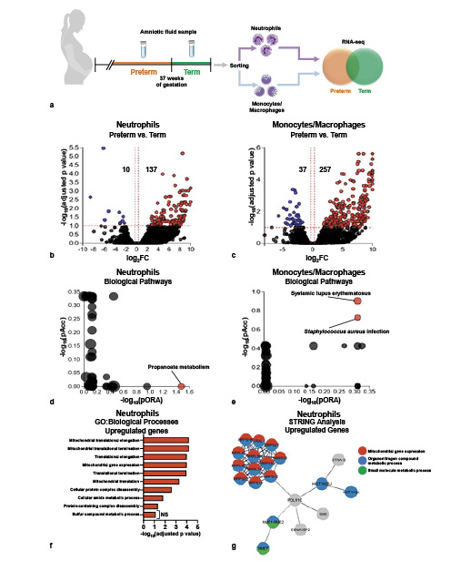 Fig. 6. Transcriptomic differences between amniotic fluid neutrophils and monocytes/macrophages from preterm or term deliveries. a Experimental design demonstrating the transcriptomic comparison of amniotic fluid neutrophils and monocytes/macrophages between preterm (n = 4) and term (n = 2) deliveries. b, c Volcano plots showing the differentially expressed genes in amniotic fluid neutrophils (b) and monocytes/macrophages (c) between preterm and term deliveries. d, e pORA and total pAcc showing KEGG pathway impact analysis of amniotic fluid neutrophils (d) and monocytes/macrophages (e) between preterm and term deliveries. Significantly impacted pathways are shown in red. f GO analysis using genes significantly upregulated in amniotic fluid neutrophils from preterm deliveries compared to those from term deliveries. The top 10 enriched biological processes are shown. g STRING analysis showing a subset of genes upregulated in amniotic fluid neutrophils from preterm deliveries compared to those from term deliveries, represented as nodes in the network. The edges between nodes represent high-confidence protein-protein interactions for the corresponding genes. Red, “Mitochondrial gene expression” network; blue, “organonitrogen compound metabolic process” network; green, “small molecule metabolic process” network; FC, fold change; NS, not significant; pORA, plot based on gene overrepresentation; pAcc, pathway accumulation; GO, Gene Ontology; KEGG, Kyoto Encyclopedia of Genes and Genomes.