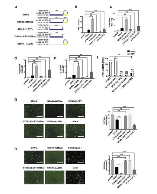 Fig. 1. STING CTT can activate both IRF3 and NF-κB. a Diagram depicting domain architectures of various forms of human STING. TM is shown in gray; LBD in blue, and CTT in yellow. STING-(ΔCTT) and STING-(ΔLBD) are deletion mutants with CTT and LBD deleted, respectively. G158A is a point mutation substituting G at residue 158 with A. b Together with IFNB-luciferase reporter, various pcDNA3-flag-STING as indicated were transfected into HEK293T cells, respectively, for 24 h. Luciferase activities were then measured. Protein expression levels are shown in online supplementary Figure 1a. c–e Various STING forms were transfected into HEK293T cells for 24 h. The cells were then harvested and RNA was extracted. IFNB(c), ISG54(d) and IL-6(e) inductions were measured, respectively, by qPCR. f Low levels of STING and cGAS were transiently expressed in HEK293T cells for 24 h. The cells were then infected with HSV-1-GFP for 12 h, which were then harvested and total RNA was extracted. IFNB inductions were measured by qPCR. ISG54 and IL-6 inductions are shown in online supplementary Figure 1b. And protein expression levels are shown in online supplementary Figure 1c. g Various forms of STING were transfected into HEK293T cells for 24 h. The cells were then infected with VSV-DM51-GFP. After 8 h, fluorescent images were taken to visualize GFP-positive cells, indicating VSV-DM51-GFP proliferation (left). Scale bar, 10 μm. VSV-DM51-GFP titers were quantitated by plaque assay (right). h HEK293T cells expressing various STING forms were infected with HSV-1-GFP. After 12 h, fluorescent images were taken to visualize GFP-positive cells, indicating HSV-1-GFP proliferation (left). Scale bar, 10 μm. HSV-1-GFP titers were quantitated by plaque assay (right). STING in this study stands for human STING (hSTING) unless otherwise specified. Data information: All data are presented as the mean values based on three independent experiments, and error bars indicate SD. p values were determined by unpaired two-tailed Student’s t test. *p&lt; 0.05, **p&lt; 0.01, ***p&lt; 0.001, and ****p&lt; 0.0001. NS indicates no statistically significant difference.