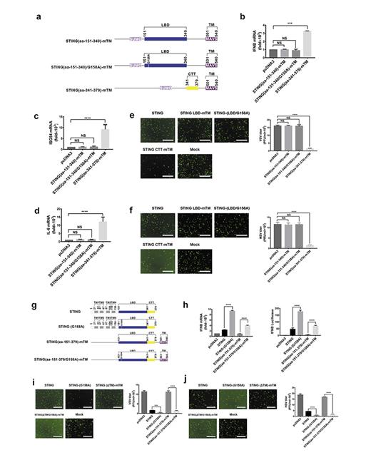 Fig. 2. STING CTT fragment can activate both IRF3 and NF-κB from mitochondria. a Diagram illustrating protein expression constructs. STING(aa-151–340)-mTM is a chimeric form of STING LBD (aa-151–340) fused with MAVS TM (aa-501–540). G158A is a point mutation replacing G with A. STING(aa-341–379)-mTM is a fusion form of STING CTT (aa-341–379) and MAVS TM (aa-501–540). STING LBD is shown in blue, STING CTT in yellow, and MAVS TM in purple. b–d Various STING forms were transfected into HEK293T cells for 24 h. The cells were then harvested and IFNB(b), ISG54(c), and IL-6(d) inductions were measured, respectively, by qPCR. Protein expression levels are shown in online supplementary Figure 2a. e Various forms of STING were transfected into HEK293T cells for 24 h, followed by infection with VSV-DM51-GFP. Fluorescent images were taken 8 h after VSV-DM51-GFP infection to visualize GFP-positive cells (left), and VSV-DM51-GFP proliferation was quantified (right). Scale bar, 10 μm. f HEK293T cells were transfected with constructs as indicated, followed by HSV-1-GFP infection. Fluorescent images were taken 12 h after HSV-1-GFP infection to examine HSV-1-GFP proliferation (left). Scale bar, 10 μm. HSV-1-GFP titers were quantitated by plaque assay (right). g A diagram illustrating various forms of STING. STING(aa-151–379)-mTM is the chimeric form of STING(aa-151–379) and MAVS TM (aa-501–540). G158A is a point mutation replacing G with A. h Expression vectors as indicated were transfected into HEK293T cells, and both endogenous IFNB and IFNB-luciferase inductions were measured 24 h after transfection. Protein expression levels are shown in online supplementary Figure 2b. i Various expression constructs were transfected into HEK293T cells. Twenty-four hours after transfection, HEK293T cells were infected with VSV-DM51-GFP. Fluorescent images were taken 8 h after VSV-DM51-GFP infection to visualize GFP-positive cells, indicating VSV-DM51-GFP proliferation (left). Scale bar, 10 μm. VSV-DM51-GFP titers were quantitated by plaque assay (right). j After transfection with various expression constructs, HEK293T cells were infected with HSV-1-GFP for 12 h. Fluorescent images were taken to visualize GFP-positive cells, indicating HSV-1-GFP proliferation (left). Scale bar, 10 μm. HSV-1-GFP titers were quantitated by plaque assay (right). Data information: All data are presented as the mean values based on three independent experiments, and error bars indicate SD. p values were determined by unpaired two-tailed Student’s t test. *p&lt; 0.05, **p&lt; 0.01, ***p&lt; 0.001, and ****p&lt; 0.0001. NS indicates no statistically significant difference.