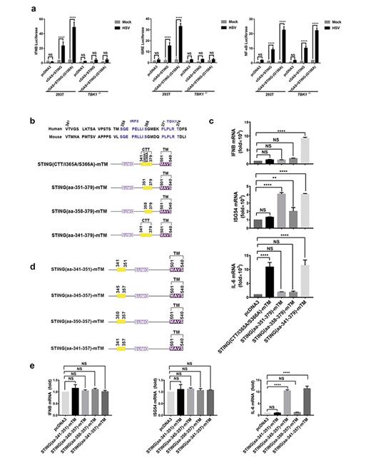 Fig. 3. STING region aa-341–357 can activate NF-κB specifically. a STING- and cGAS-expressing vectors together with IFNB-luciferase reporter construct (left), ISRE-luciferase reporter construct (middle), or NF-κB-luciferase reporter construct (right) were transfected into wild-type HEK293T or TBK1 knockout HEK293T for 24 h, respectively. Firefly luciferase inductions were measured after infection with HSV-1-GFP for 12 h. Protein expression levels are shown in online supplementary Figure 3b. b A diagram illustrating various deletions or mutants based STING(aa-341–379)-mTM as described in Figure 2a. STING(CTT/I365A/S366A)-mTM harbors double mutations (with I to A at position 365 and S to A at position 366). c Various STING(aa 341–379)-mTM deletions and mutants were transfected into HEK293T cells. Twenty-four hours post transfection, the cells were collected and IFNB, ISG54, and IL-6 were measured, respectively, by qPCR. Protein expression levels are shown in online supplementary Figure 3c. d A diagram illustrating various STING (aa-341–379)-mTM deletions. e STING(aa 341–379)-mTM deletions as indicated were transfected into HEK293T cells. Twenty-four hours post transfection, the cells were collected and IFNB, ISG54, and IL-6 inductions were measured, respectively, by qPCR. Protein levels were analyzed by Western blot in online supplementary Figure 3g. Data information: All data are presented as the mean values based on three independent experiments, and error bars indicate SD. p values were determined by unpaired two-tailed Student’s t test. *p&lt; 0.05, **p&lt; 0.01, ***p&lt; 0.001, and ****p&lt; 0.0001. NS indicates no statistically significant difference.