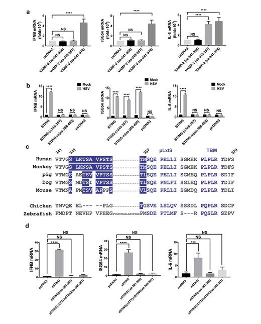 Fig. 4. Human STING region aa-345–357 can activate NF-κB when fused with a targeting peptide but not when fused with a zebra fish STING fragment. a Various STING CTT deletions fused with a peptide from VAMP-2 were transiently expressed in HEK293T cells for 24 h. The cells were then harvested and IFNB(left), ISG54(middle), and IL-6(right) inductions were measured, respectively, by qPCR. Protein expression levels are shown in online supplementary Figure 4a. b Various STING forms were transiently expressed in HEK293T cells at low level for 24 h, followed by infection with HSV-1-GFP for 12 h. The cells were then harvested and IFNB(left), ISG54(middle), and IL-6(right) inductions were measured, respectively, by qPCR. STING-m(aa-388–400) was generated with a replacement of hSTING region aa-345–357 with MAVS region aa-388–400. c Sequence alignment of STING CTT from different species. The NF-κB-activating region aa-388–400 of hSTING, as well as pLxIS motif and TBMs, was highlighted. The numbers indicated residues of hSTING. d Various STING forms were transfected into HEK293T cells for 24 h. The cells were then harvested and IFNB(left), ISG54(middle), and IL-6(right) inductions were measured, respectively, by qPCR. Protein expression levels are shown in online supplementary Figure 4b. zSTING(ΔCTT aa-381–398) is a deletion of zebra fish STING. zSTING(ΔCTT)-hSTING(aa-345–357) is a chimeric form of zebra fish STING(Δaa-381–398) fused with human STING(aa-345–357). Data information: All data are presented as the mean values based on three independent experiments, and error bars indicate SD. p values were determined by unpaired two-tailed Student’s t test. *p&lt; 0.05, **p&lt; 0.01, ***p&lt; 0.001, and ****p&lt; 0.0001. NS indicates no statistically significant difference. TBM, TBK1-binding motif.