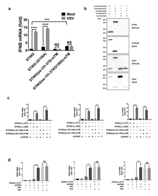 Fig. 5. STING LBD fragment can inhibit CTT signaling activity in an intramolecular and intermolecular manner. a Low amount of plasmids expressing STING and cGAS were transfected into HEK293T cells. The cells were infected with HSV-1-GFP 24 h after transfection. Twelve hours post infection, the cells were harvested and IFNB induction was measured by qPCR. b Plasmids expressing FLAG- or HA-tagged STING-(ΔCTT) and STING-(ΔLBD) were transfected into HEK293T cells. After 48 h, cells were harvested and immunoprecipitations were performed, followed by immunoblotting. c Various expression constructs were transfected into HEK293T cells and IFNB(left), ISG54(middle) and IL-6 induction (right) were measured, respectively, by qPCR. STING-(ΔCTT) and STING-(ΔLBD) are described in Figure 1a. STING(aa-151–340)-mTM and STING(aa-341–379)-mTM are described in Figure 2a. Protein expression levels are shown in online supplementary Figure 4d. d Various constructs as indicated were transfected into HEK293 cells. Twenty-four hours after transfection, the cells were infected with VSV-DM51-GFP or HSV-1-GFP. Eight hours post infection with VSV-DM51-GFP and 12 h post infection with HSV-1-GFP, RNA was extracted and IFNB, ISG54, and IL-6 induction were measured by qPCR, respectively. Protein expression levels are shown in online supplementary Figure 4e. Data information: All data are presented as the mean values based on three independent experiments, and error bars indicate SD. p values were determined by unpaired two-tailed Student’s t test. *p&lt; 0.05, **p&lt; 0.01, ***p&lt; 0.001, and ****p&lt; 0.0001. NS indicates no statistically significant difference.