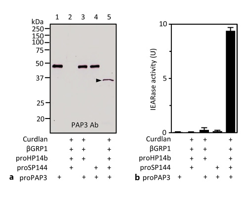  Cleavage activation of proPAP3 by M. sextaSP144. a Activation of proPAP3. Purified proPAP3 (200 ng) was incubated with a mixture of curdlan (10 μg), βGRP1 (150 ng), proHP14b (200 ng), proSP144 (200 ng), and buffer A (to 25 μL) for 1 h at 37°C. The reaction mixture and controls were resolved by 10% SDS-PAGE under the reducing condition and detected by immunoblotting using PAP3 antibody. Triangle indicates the catalytic domain of PAP3 produced after activation cleavage. Sizes and positions of the Mr markers are indicated on the left. b Amidase activity of SP144-generated PAP3. In a duplicated experiment, amidase activities in the reaction and control mixtures were determined using 150 μL of 50 μM of IEARpNA and plotted as mean ± SD (n= 3).