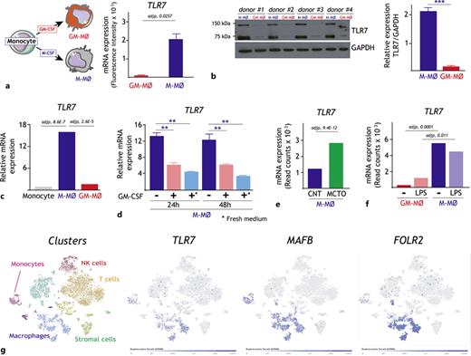 TLR7 Activation in M-CSF-Dependent Monocyte-Derived Human Macrophages ...