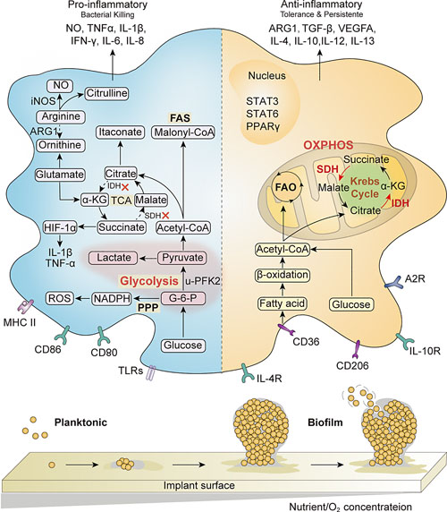 Interactions between Macrophages and Biofilm during Staphylococcus ...